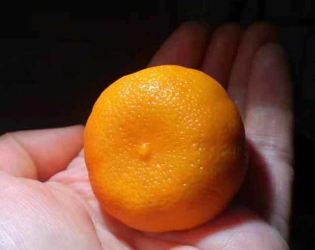 金黄色染料效果根付染料鹿角染料根付染色古法染色夜叉五倍子