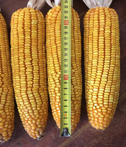 曲辰28号  云、贵、川、湖北中高海拔玉米品种  马齿红轴  2kg/袋 - 图1