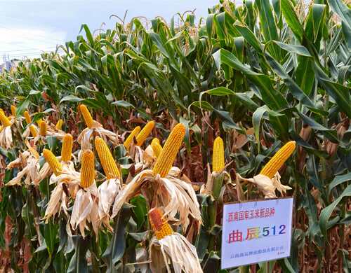 曲辰512 西南国审玉米新品种 植株整齐适应性广穗大丰尖2KG/袋 - 图1