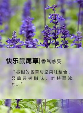 鼠尾草精油补水保湿细腻肌肤清香怡人提亮肤色鼠尾草香薰鼠尾草油