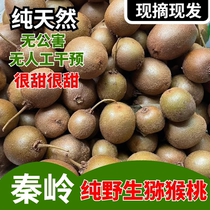 (pure wild) Shaanxi Qin pure wild kiwi fruit sweet fresh pregnant woman fruit green heart winter whole box