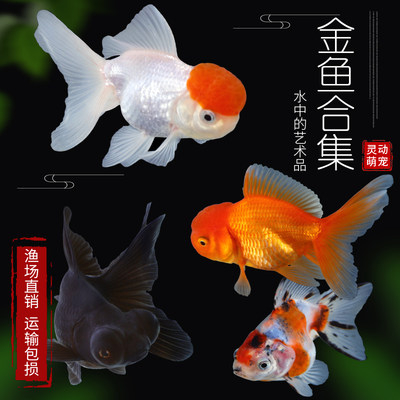 观赏鱼金鱼活鱼金鱼活体淡水冷水好养招财小型锦鲤鱼锦鲫鱼草金鱼 虎窝淘