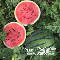 Potted balcony watermelon Miao 8424 Kirin melon greenhouse Four Seasons planting nursery Vegetable Melon Fruits Yellow Pulp Watermelon Seedlings