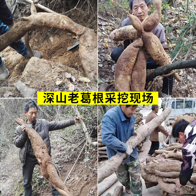 湖北神农架野生葛根粉纯正无添加深山柴葛根正宗农家手工特产500g - 图0