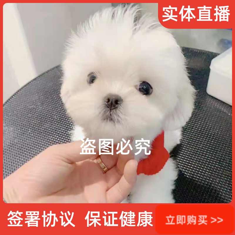 犬 エクステ チョンボ 春 おしゃれ かわいい 冬 小型犬 国産 大型犬 夏 おもしろ 秋 中型犬