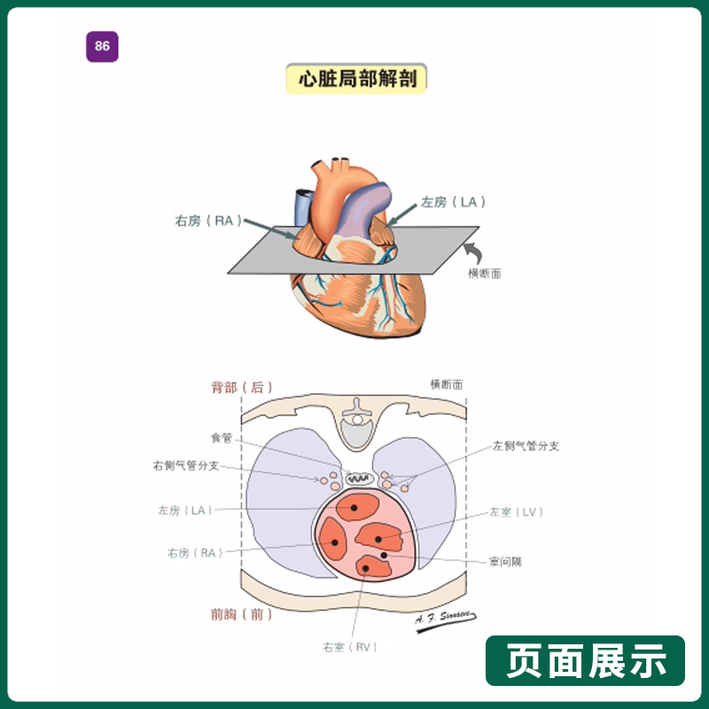 心电图解析之路  从基础到精髓 陈良华 龙德勇 主译 心脏解剖与基础生理室性早搏房室阻滞 山东科学技术出版社 9787572317811 - 图2