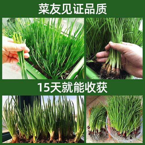 红葱种子葱头小葱四季小香葱种籽红葱头葱苗葱籽香苗火子头孑盆栽 - 图3