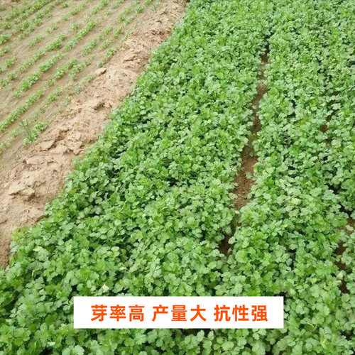 香菜籽种四季老品种大叶小叶芫荽香菜种子阳台种植盆栽蔬菜种子孑 - 图2