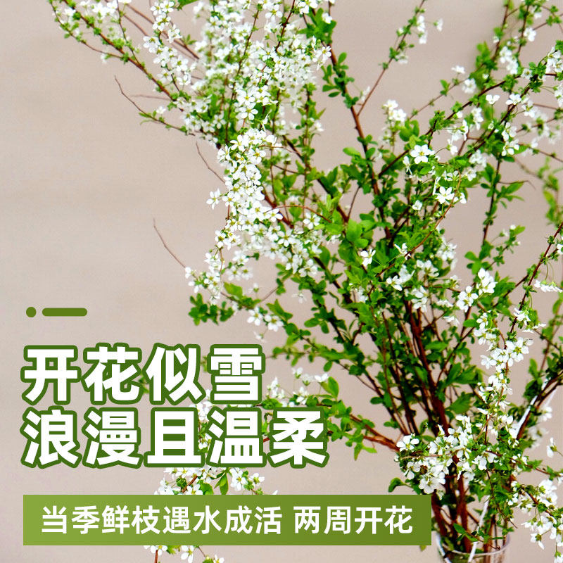 Snow willow fresh branches and dry branches water cultured hydroponic plants