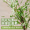Snow willow fresh branches and dry branches water cultured hydroponic plants