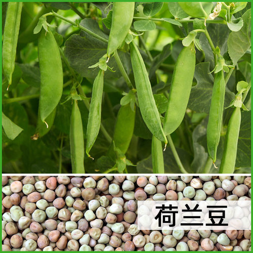 芽苗菜种子豌豆苗种孑豌豆种籽苗尖荷兰豆龙须菜四季阳台蔬菜菜籽 - 图1