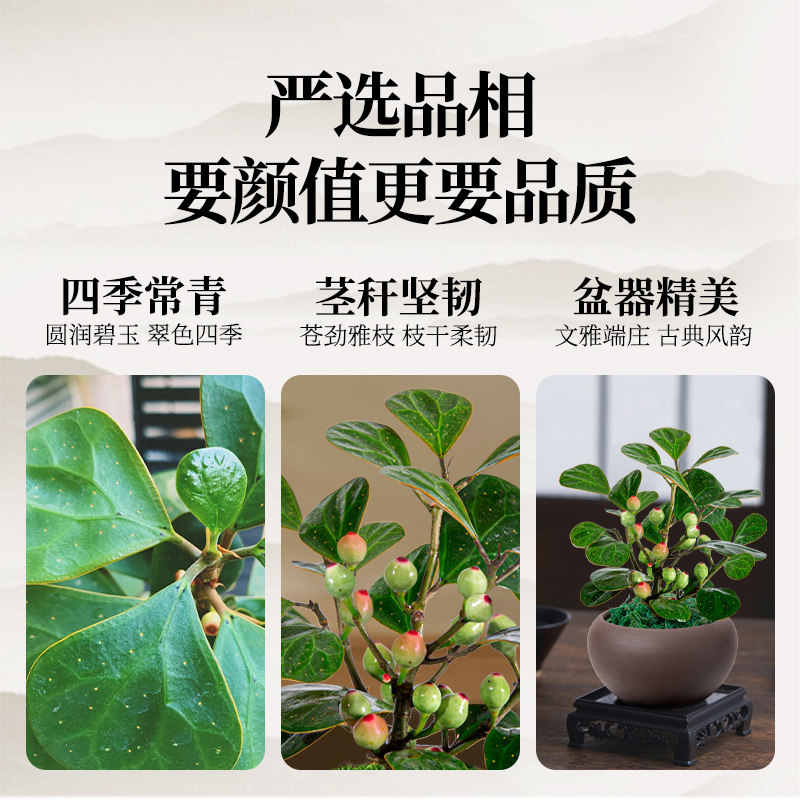 小盼菩提带果盆栽绿植盆景室内中式禅意树苗桌面好养观叶植物摆件,淘宝优惠券,粉丝福利购,淘宝优惠卷