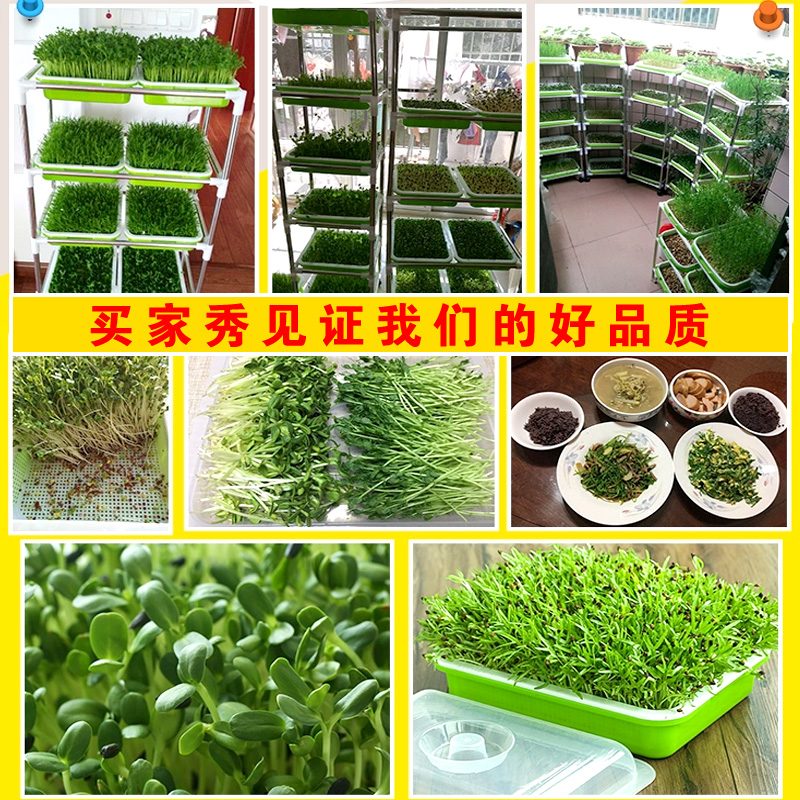 芽苗菜育苗豌豆苗豆芽菜种植盘豆芽发芽盆托小麦种子无土栽培蔬菜-图0