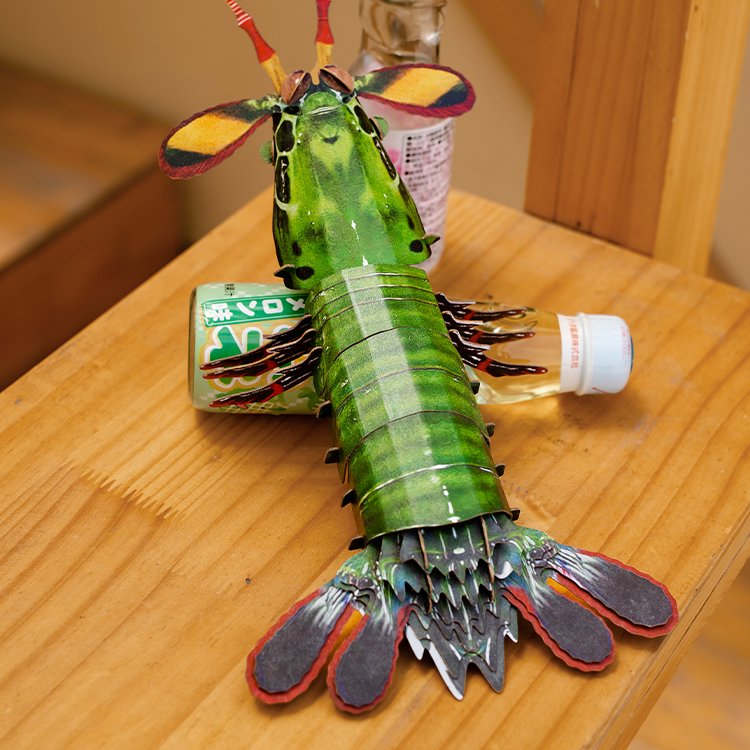 博物文创海洋系列纸模雀尾螳螂虾皮皮虾拼装创意节日礼物学生-图0