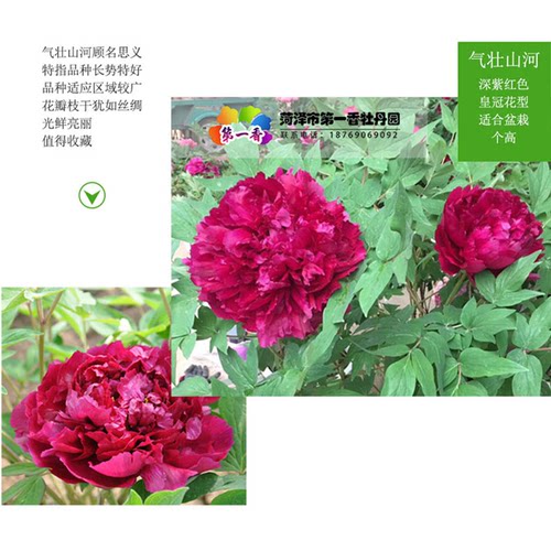 紫色牡丹花苗 百园红霞 菏泽庭院地栽牡丹阳台盆栽阳台花苗花卉 - 图2