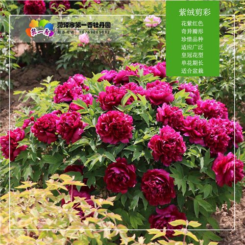 紫色牡丹花苗 百园红霞 菏泽庭院地栽牡丹阳台盆栽阳台花苗花卉 - 图0