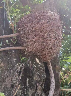 鸟巢灯罩园艺户外鸟窝藤编装饰