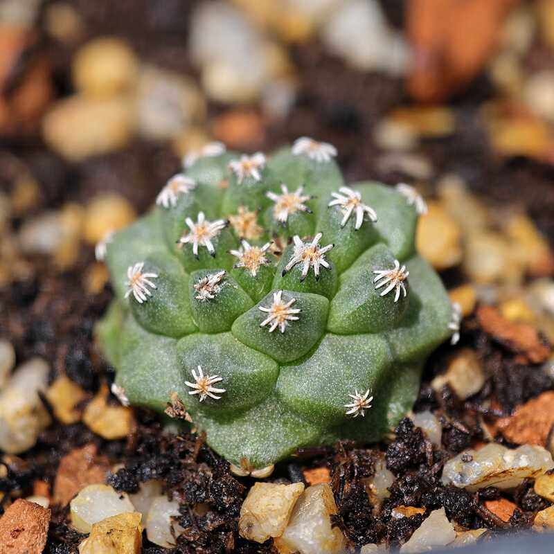 实生赤花娇丽仙人球大红花多肉植物花卉绿植室内盆栽阳台四季好养,淘宝优惠券,粉丝福利购,淘宝优惠卷
