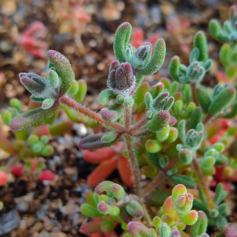 实生红宝石枝干番杏多肉植物花卉绿植盆栽室内阳台窗台好养不带土 - 图3