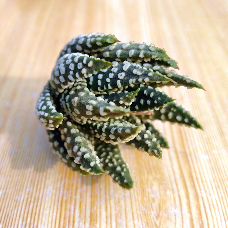 大棵鱿鱼圈硬叶十二卷多肉植物花卉绿植沙鱼掌属室内盆栽阳台好养