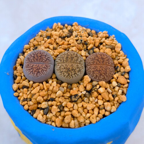 酒红紫勋套餐裸根不带土多肉植物盆栽生石花美观趣味阳台窗台庭院 - 图0