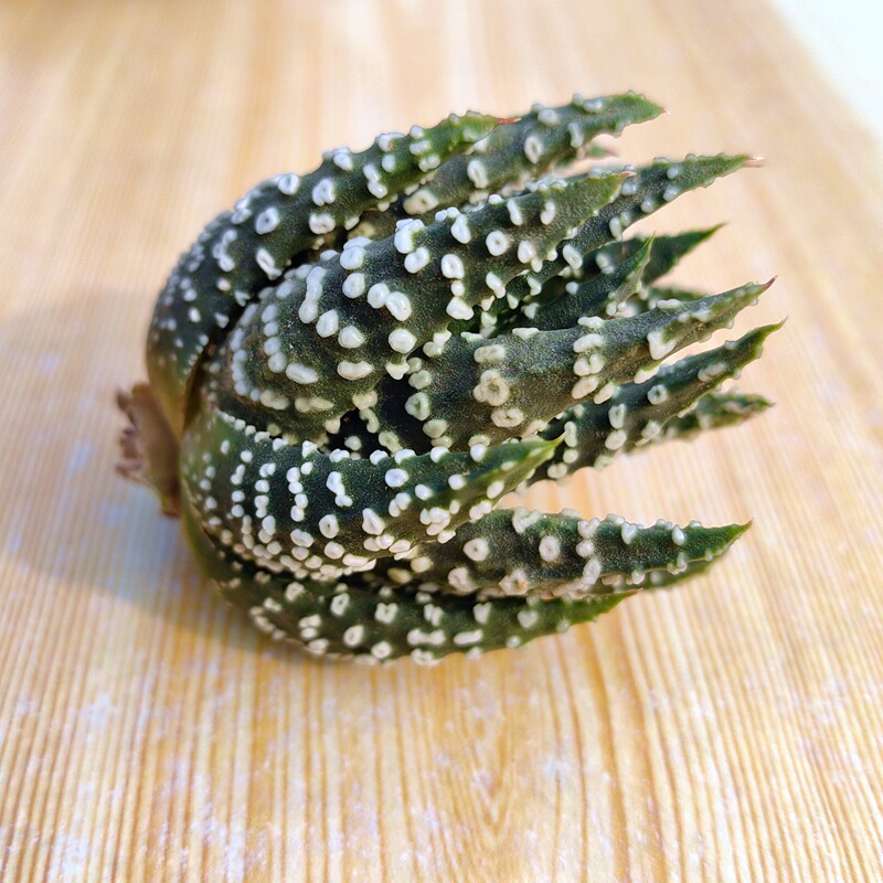 大棵鱿鱼圈硬叶十二卷多肉植物花卉绿植沙鱼掌属室内盆栽阳台好养