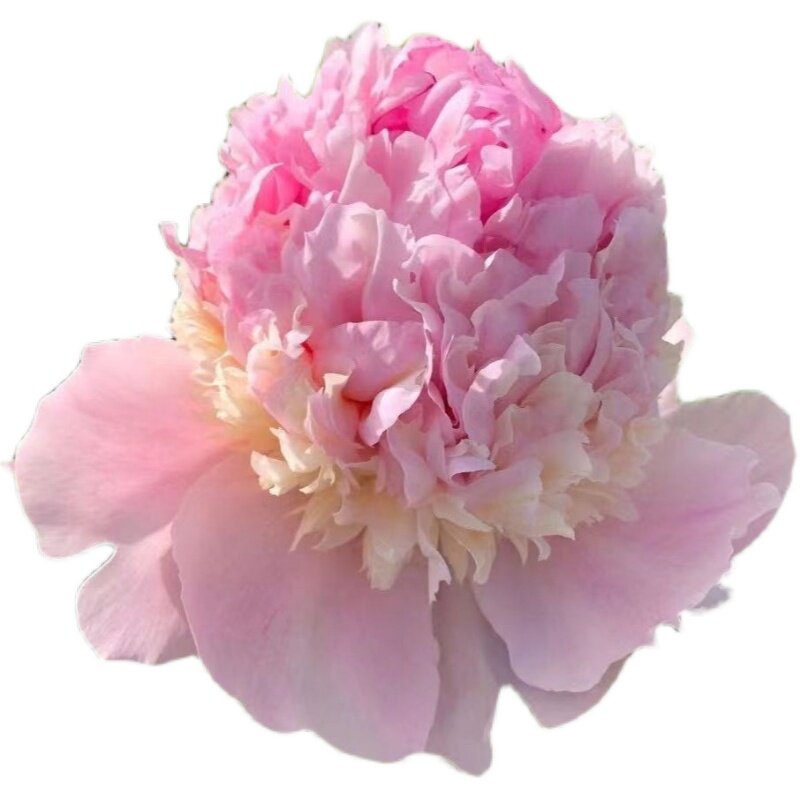 【天使脸颊】6加仑盆栽重瓣芍药大苗原盆原土庭院阳台地栽