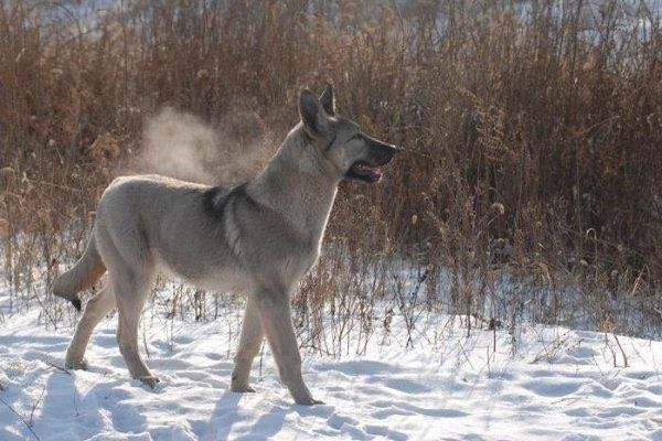 狼青幼犬活体中华狼青犬大型纯种狼青犬马犬罗威纳杜高卡斯罗幼犬-图1