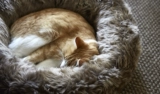 Lana Cat Bed Германия импортировала Miacara Pet Cat и собак осенью и зимним теплом, простой вдохновляющий Petisan