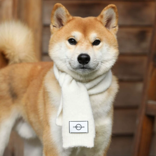 Шерстяная шляпа шарф Британская овергламская одежда осень и зимние вязаные кошки, собаки, маленькие собаки, а также