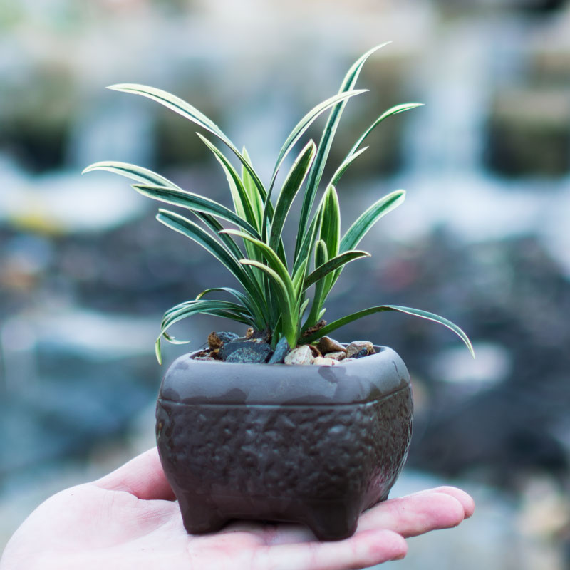 神童冠矮种兰花苗室内盆栽花卉易活绿植兰草盆景小兰花小绿植桌面