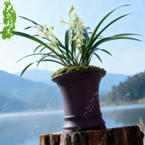 兰草建兰青山玉泉兰花盆栽名贵植物国兰兰花苗带花苞大众国兰清山 - 图3