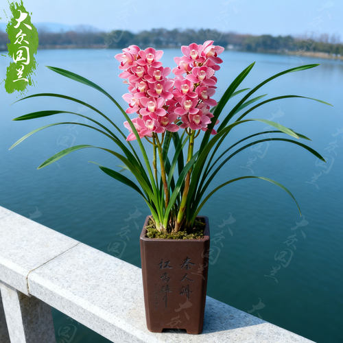 兰花盆栽植物名贵浓香兰花苗带花苞樱花花卉大众国兰场兰草建兰草 - 图0