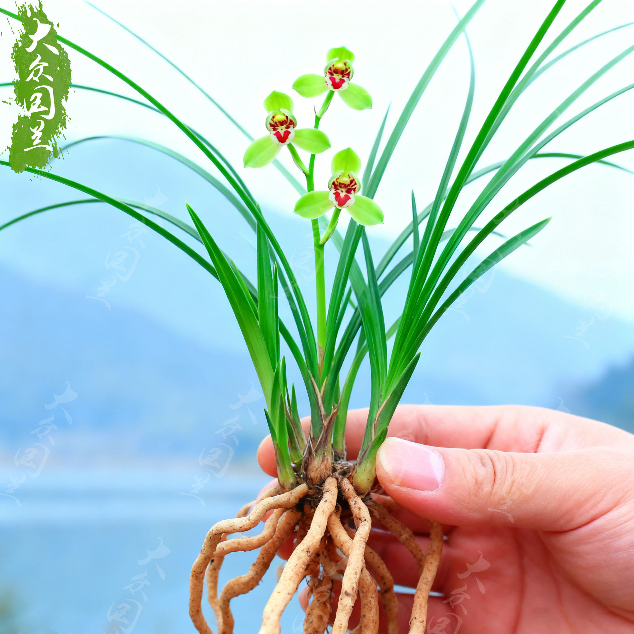 春兰翠红笺兰花苗名贵盆栽花卉植物室内客厅好养不带花苞精品细叶,淘宝优惠券,粉丝福利购,淘宝优惠卷