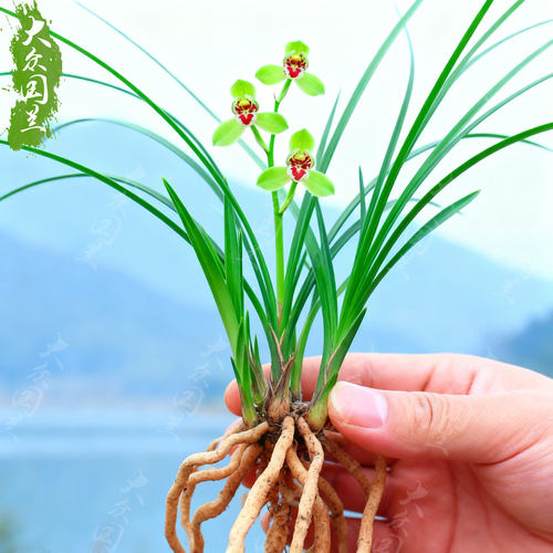 春兰翠红笺兰花苗名贵盆栽花卉植物室内客厅好养不带花苞精品细叶 - 图1