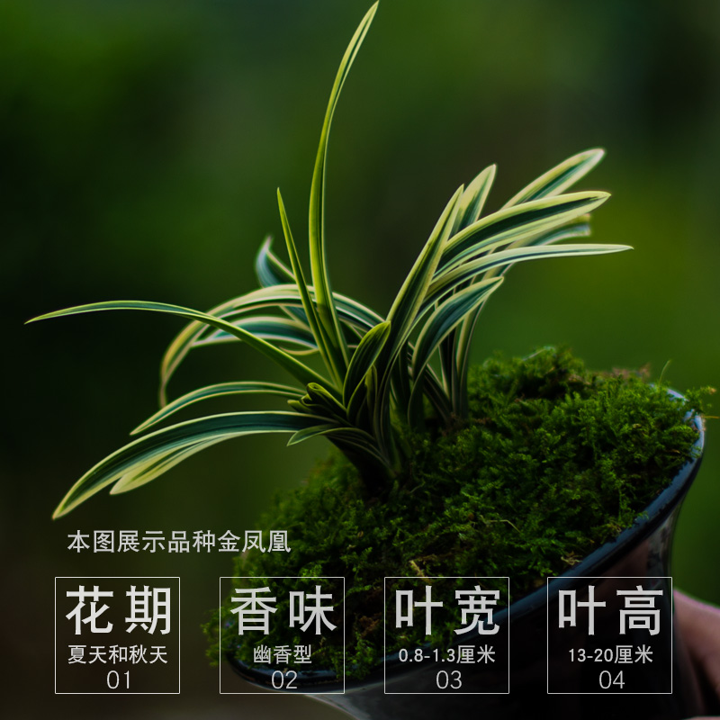 凤凰冠兰花盆栽植物矮种名贵花卉金边凤凰冠兰草室内盆景兰花苗带-图2