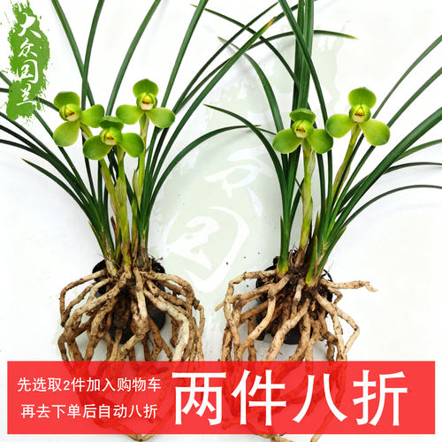 春兰宋梅兰花苗名贵盆栽兰草浓香大众国兰精品带花苞盆景室内好养 - 图3