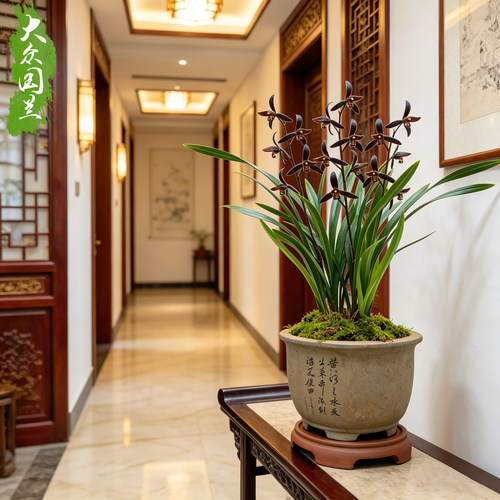 兰花兰草企黑墨兰带花苞浓香花卉盆栽易活兰草花兰花苗客厅净化 - 图3