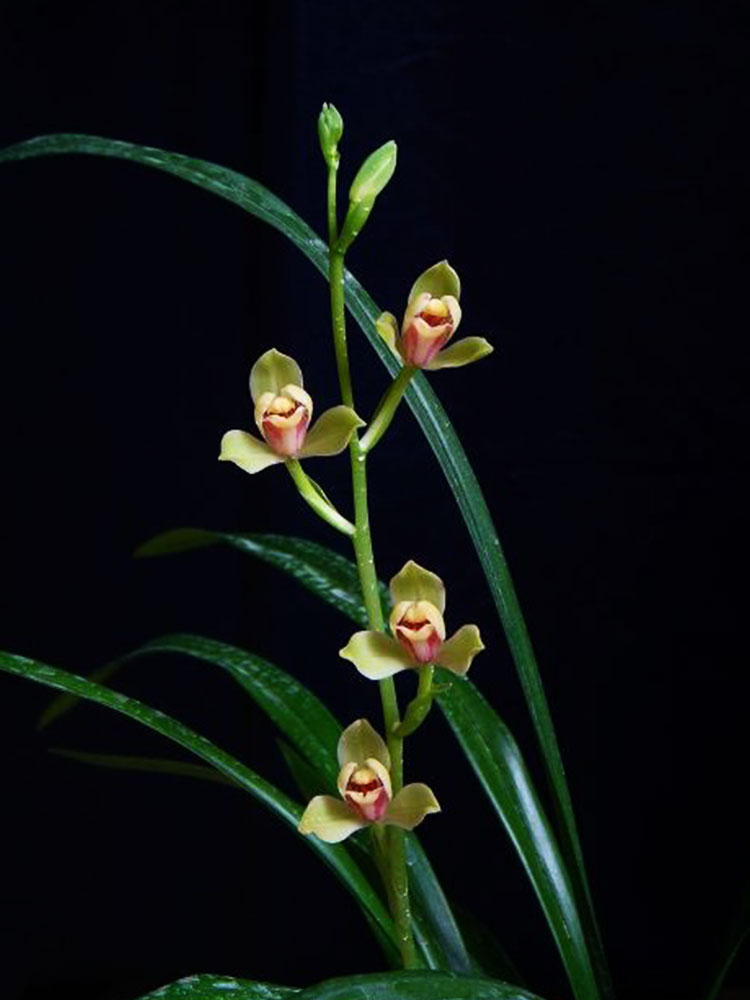 夏皇梅兰花建兰名贵兰草浓香兰花苗带花苞盆栽植物大众国兰场