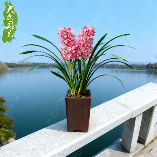 兰花盆栽植物名贵浓香兰花苗带花苞樱花花卉大众国兰场兰草建兰草 - 图1
