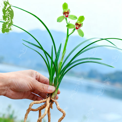 春兰翠红笺兰花苗名贵盆栽花卉植物室内客厅好养不带花苞精品细叶 - 图0