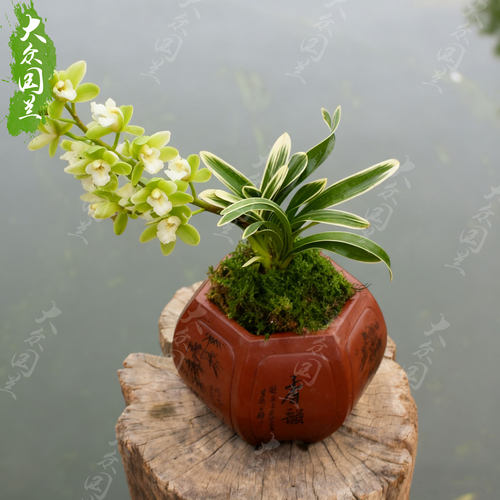 凤凰冠兰花盆栽植物矮种名贵花卉金边凤凰冠兰草室内盆景兰花苗带 - 图1
