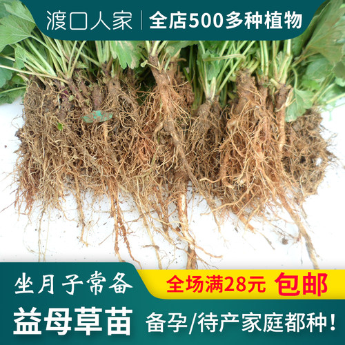 带根带叶益母草苗10棵夏至草茺蔚苗坐月子草药红花益母艾新鲜益母 - 图0