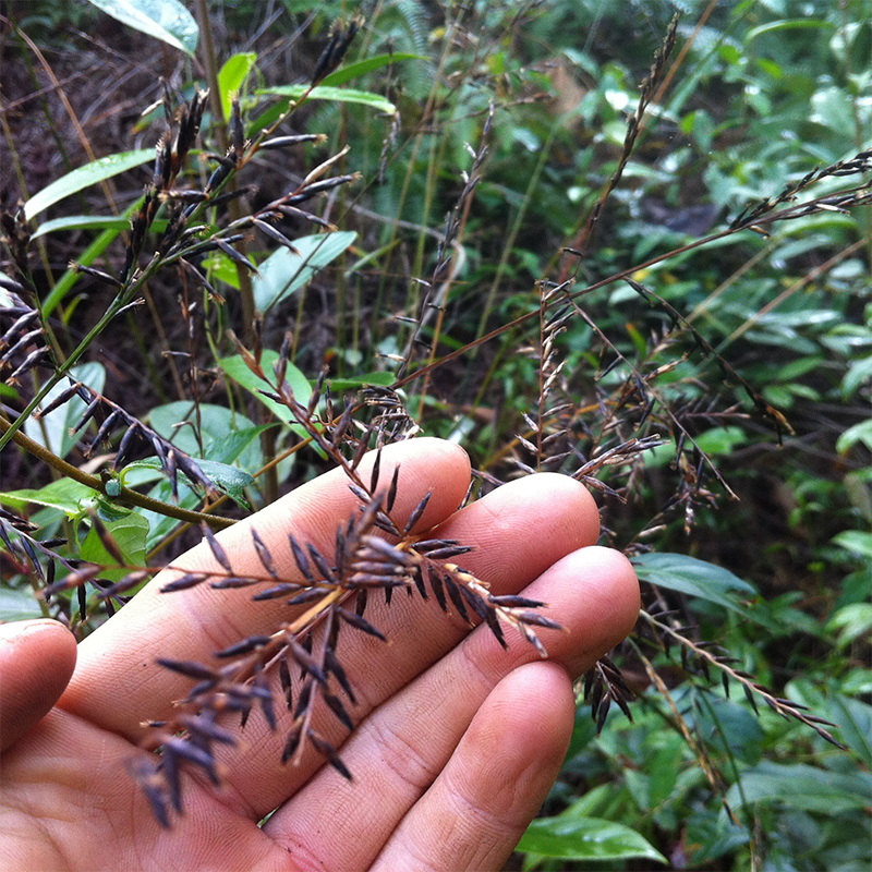 淡竹叶苗可盆栽竹子苗林下经济中药材花茶饮料小竹叶苗淡竹叶种子-图1