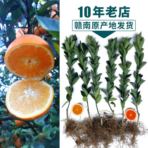 13年老店江西赣南脐橙苗嫁接纽荷尔卡拉血橙水果苗橙子赣州脐橙树 - 图0
