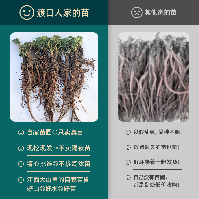 高产丹参苗新鲜紫花红丹参幼苗赤参泡茶中药材四季种植花卉盆栽苗 - 图2