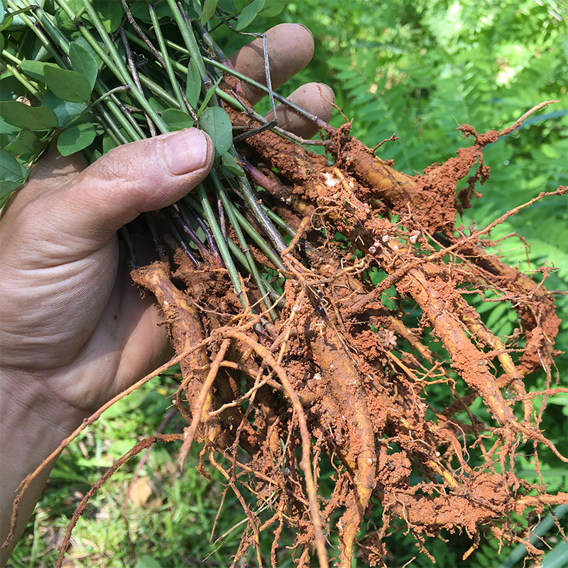 苦参苗或山槐种子新鲜苦参根茎滴虫各种痒都能用民间草药土方-图1