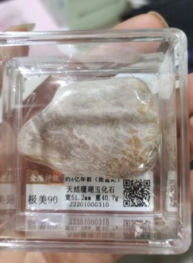 远古化石动物花鸟鲨鱼三叶虫贝壳