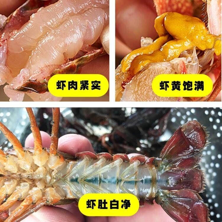 【活虾】特大虾鲜活水产567钱3斤装清水小龙虾（江苏发货） - 图0