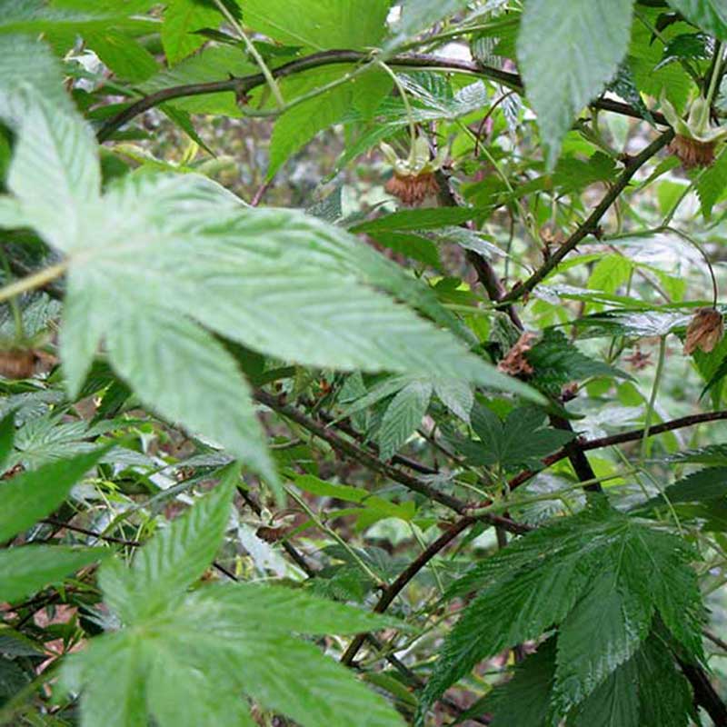 广西甜茶金秀大瑶山天然刺儿茶养生茶糖友茶下糖茶散装新茶200g - 图2